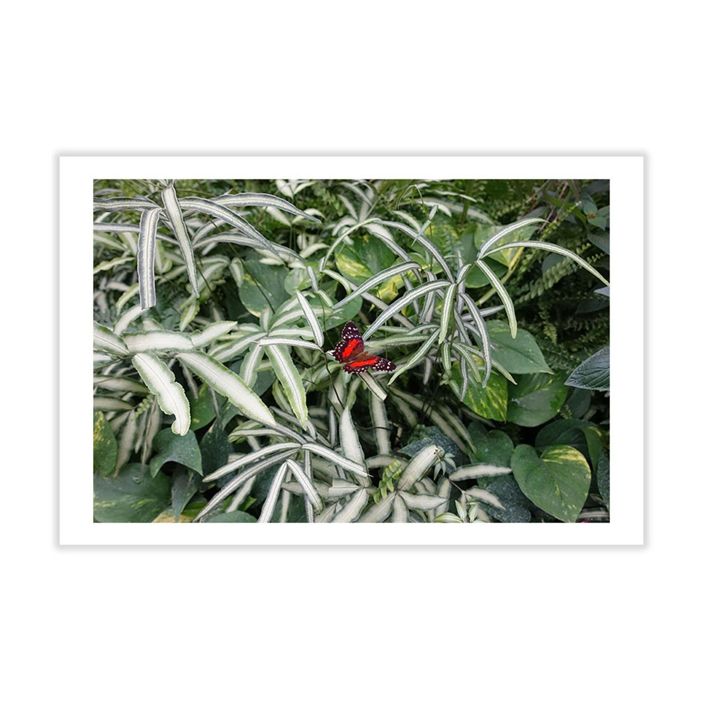 Set of 5 Postcards